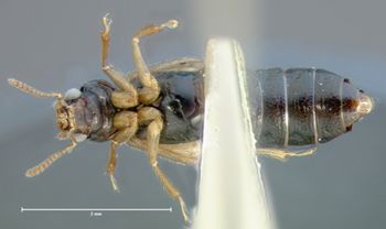 Media type: image;   Entomology 6559 Aspect: habitus ventral view